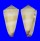 CONIDAE CONUS FURVUS NEOBUXEUS shell