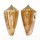 CONIDAE CONUS FURVUS ALBICANS shell