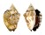 STROMBIDAE STROMBUS PIPUS shell