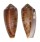 CONIDAE CONUS CIRCUMCISUS shell
