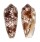 CONIDAE CONUS OMARIA shell