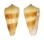 CONIDAE CONUS CONSORS shell