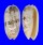 OLIVIDAE OLIVA SERICEA shell