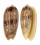 OLIVIDAE OLIVA SERICEA shell