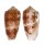 CONIDAE CONUS FLOCCATUS shell