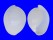 HAMINOEIDAE ATYS NAUCUM shell
