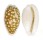CYPRAEIDAE CYPRAEA CRIBRARIA shell
