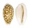 CYPRAEIDAE CYPRAEA CRIBRARIA shell
