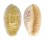 CYPRAEIDAE CYPRAEA CHINENSIS CHINENSIS shell