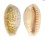 CYPRAEIDAE CYPRAEA CHINENSIS CHINENSIS shell
