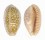CYPRAEIDAE CYPRAEA CHINENSIS CHINENSIS shell