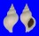 BUCCINIDAE NEPTUNEA FUKUAE shell