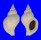 BUCCINIDAE NEPTUNEA FUKUAE shell