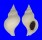 BUCCINIDAE NEPTUNEA FUKUAE shell