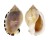 CASSIDAE CASMARIA ERINACEUS VIBEX shell
