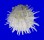 SPONDYLIDAE SPONDYLUS ECHINATUS shell