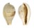 CYPRAEIDAE ERRONEA PYRIFORMIS shell