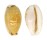 CYPRAEIDAE EROSARIA LABROLINEATA MELANICA shell