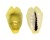 CYPRAEIDAE MONETARIA MONETA shell