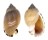 CASSIDAE CASMARIA ERINACEUS VIBEX shell