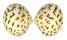 VENERIDAE LIOCONCHA CASTRENSIS shell