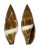 MITRIDAE MITRA VARIABILIS shell