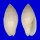 MITRIDAE PTERYGIA NUCEA shell