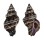 FASCIOLARIIDAE PERISTERNIA CASTANOLEUCA shell