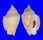 STROMBIDAE STROMBUS GRACILIOR shell