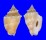 STROMBIDAE STROMBUS GRACILIOR shell