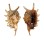 STROMBIDAE LAMBIS MILLEPEDA shell