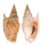 STROMBIDAE STROMBUS BULLA shell