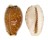 CYPRAEIDAE EROSARIA LABROLINEATA MELANICA shell