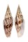 MITRIDAE SUBCANCILLA INTERLIRATA shell