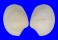 LUCINIDAE ANODONTIA cf. EDENTULA shell