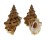 BURSIDAE BURSA QUIRIHORAI shell