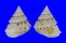 CHILODONTAIDAE PERRINIA cf. ANGULIFERA shell