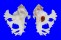 MURICIDAE HOMALOCANTHA ANATOMICA ANATOMICA shell