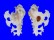 MURICIDAE HOMALOCANTHA ANATOMICA ANATOMICA shell