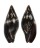 MITRIDAE STRIGATELLA SCUTULATA shell
