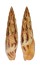 MITRIDAE MITRA INCOMPTA shell