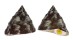 TROCHIDAE TROCHUS MACULATUS shell