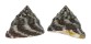 TROCHIDAE TROCHUS MACULATUS shell