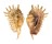 STROMBIDAE LAMBIS MILLEPEDA shell