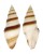 TURRIDAE BATHYTOMA BOHOLICA shell