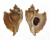 MURICIDAE OCENEBRA INORNATA shell