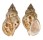 BUCCINIDAE BUCCINUM KOREANA shell