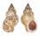 BUCCINIDAE BUCCINUM KOREANA shell
