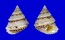 CHILODONTAIDAE PERRINIA cf. ANGULIFERA shell