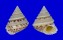 CHILODONTAIDAE PERRINIA cf. ANGULIFERA shell